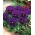 Amor - perfeito - Bergwacht - violeta - 400 sementes - Viola x wittrockiana