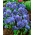 Stemorsblomst - Viola x wittrockiana - Celestial Blue - 400 frø - blå