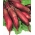 Rödbeta - Alexis - Beta vulgaris - frön
