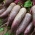 Παντζάρια "Kier" - κυλινδρικές, μακριές ρίζες - 500 σπόροι - Beta vulgaris