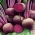Red beetroot "Nobol" - Beta vulgaris - benih