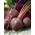 Цвекла "Ноцховски" - производна сорта са тамно црвеним месом - 500 семена - Beta vulgaris