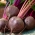 부엽토 "노치 우 스키"- 다크 레드 살과 함께 생산적인 품종 - 500 종자 - Beta vulgaris - 씨앗