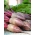 Củ cải đường "Opolski" - 100 g hạt - 5000 hạt - Beta vulgaris L.