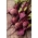 Цвекла "Патрицк" - 500 семена - Beta vulgaris