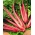 Rhubarb Chard Vulkan seeds - Beta vulgaris var. cicla - 400 seeds