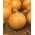 بصل "سلاوة اوزاروا" - مجموعة منتجة للغاية مع لحم ثابت - 1250 بذور - Allium cepa L. - ابذرة