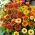Narrowleaf zinnia "Perzisch tapijt" - variëteitmix - 300 zaden - Zinnia angustifolia