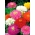 Chrysanthemum zinnia - variasjonsblanding - 120 frø - Zinnia elegans chrysantha