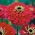 Zahradní dahlia květovaný cínie "Burnus" - červeno-růžové - Zínnia élegans - semena