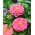 डाहलिया-फूल वाले सामान्य झिननिया "रोशनी" - 120 बीज - 