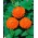 ダリアの花が咲く一般的な百日草「Orange King」 -  120粒 - Zinnia elegans dahliaeflora - シーズ