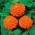 Dahlia-flori comune zinnia "Orange Regele" - 120 de semințe - Zinnia elegans dahliaeflora