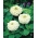 矮人花园百日草“Liliputek” - 白色 -  90粒种子 - Zinnia elegans - 種子
