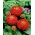 왜소한 정원 초속 "Liliputek"- 빨강 - 90 씨앗 - Zinnia elegans