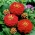 Карликовий садовий циннія "Ліліпутек" - червоний - 90 насінин - Zinnia elegans - насіння
