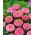 Zinnia elegans - Liliput Rose Gem - 81 frø - pink