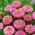 Zinnia "Liliput Rose Gem" - pink - 81 seeds