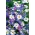 天鹅河雏菊混合种子 -  Brachycome iberidifolia  -  1400粒种子 - 種子