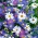 Swan River Daisy змішані насіння - Brachycome iberidifolia - 1400 насіння