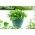 Home Garden - Raket, Arugula - til innendørs og balkong dyrking - 200 frø - Eruca sativa