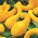 옐로 크룩 넥 스쿼시 씨앗 - 쿠커 비타 뻬포 - 15 종 - Cucurbita pepo