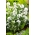 Bílá semenníková semena - Campanula glomerata alba - 2000 semen