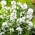 Sementes de Bellflower Clustered Branco - Campanula glomerata alba - 2000 sementes