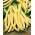 Жовта французька квасоля "Полька" - 125 насінин - Phaseolus vulgaris L. - насіння