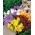 발정 된 팬지 - 다양한 믹스 - 270 종자 - Viola cornuta - 씨앗