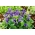 מתוק ויולט, אנגלית זרעי ויולט - ויולה odorata - 120 זרעים - Viola odorata