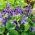 Violet manis, Inggris Violet biji - Viola odorata - 120 biji