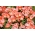 Clarkia Godetia Light Насіння лосося - Godetia grandiflora - 1500 насіння - Godetia grandifllora