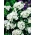 Hvit Sweet William "Albus" - 450 frø - Dianthus barbatus