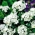 „White Sweet William“ „Albus“ - 450 sėklų - Dianthus barbatus - sėklos