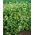 Buckwheat - 1 kg - Fagopyrum esculentum - benih