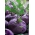Purple Kohlrabi Semințe Alka - Brassica oler convar. acephala var. gongilode - 520 de semințe - Brassica oleracea var. Gongylodes L.