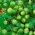 Mīlestība pufā, balonu augu sēklas - Cardiospermum halicacabum - 14 sēklas