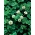 Trifolium repens - Grasslands Huia - 296000 sementes - 200 g