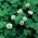 Beyaz yonca "Otlaklar Huia" - 1 kg - Trifolium repens - tohumlar