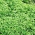 Alsike jetel "Aurora" - 1 kg - Trifolium hybridum - semena