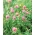 Čtyřlístek "Dajana" - 1 kg - 540000 semen - Trifolium pratense - semena