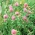 Rdeča detelja "Dajana" - 1 kg - 540000 semen - Trifolium pratense - semena
