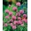 Trifoglio dei prati - Rozeta - 1 kg - Trifolium pratense - semi