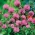 Trébol rojo - Rozeta - 1 kg - Trifolium pratense - semillas