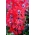 蝙蝠脸杯（Cuphea miniata syn.Cuphea ilavea）“Summer Medley” -  135粒种子 - 種子