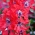 Netopýr čelistní (Cuphea miniata syn. Cuphea ilavea) "Summer Medley" - 135 semen - semena