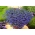 Lobelia זרעי ספיר - לובליה פנדולה - 6400 זרעים - Lobelia pendula
