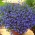 Σπόροι Lobelia Sapphire - Lobelia pendula - 6400 σπόροι