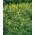 الترمس الأصفر السنوي - مثالي للنبات اللاحق - 500 غرام من البذور ؛ الترمس الأصفر الأوروبي ، الترمس الأصفر - 3000 بذور - Lupinus luteus - ابذرة